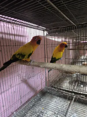 Sun Conure