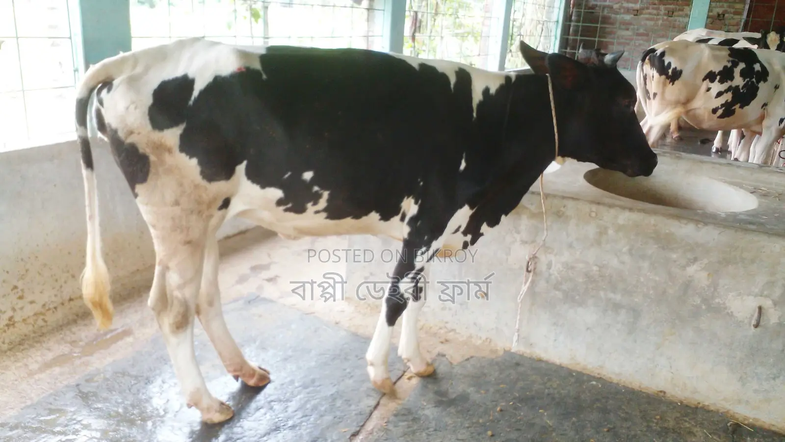 ১০৯১ নং বকনা বিক্রয় ভালো জাতের ।