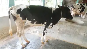 ১০৯১ নং বকনা বিক্রয় ভালো জাতের ।