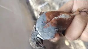 King Quail Egg