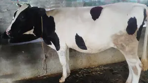 No. 927 Undeniably Good Heifer