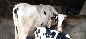১০৯০ নং গাভী গরু বিক্রয় হবে ।
