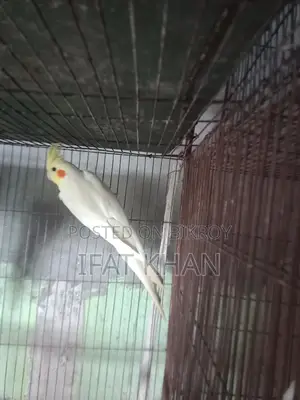 Lutino running female