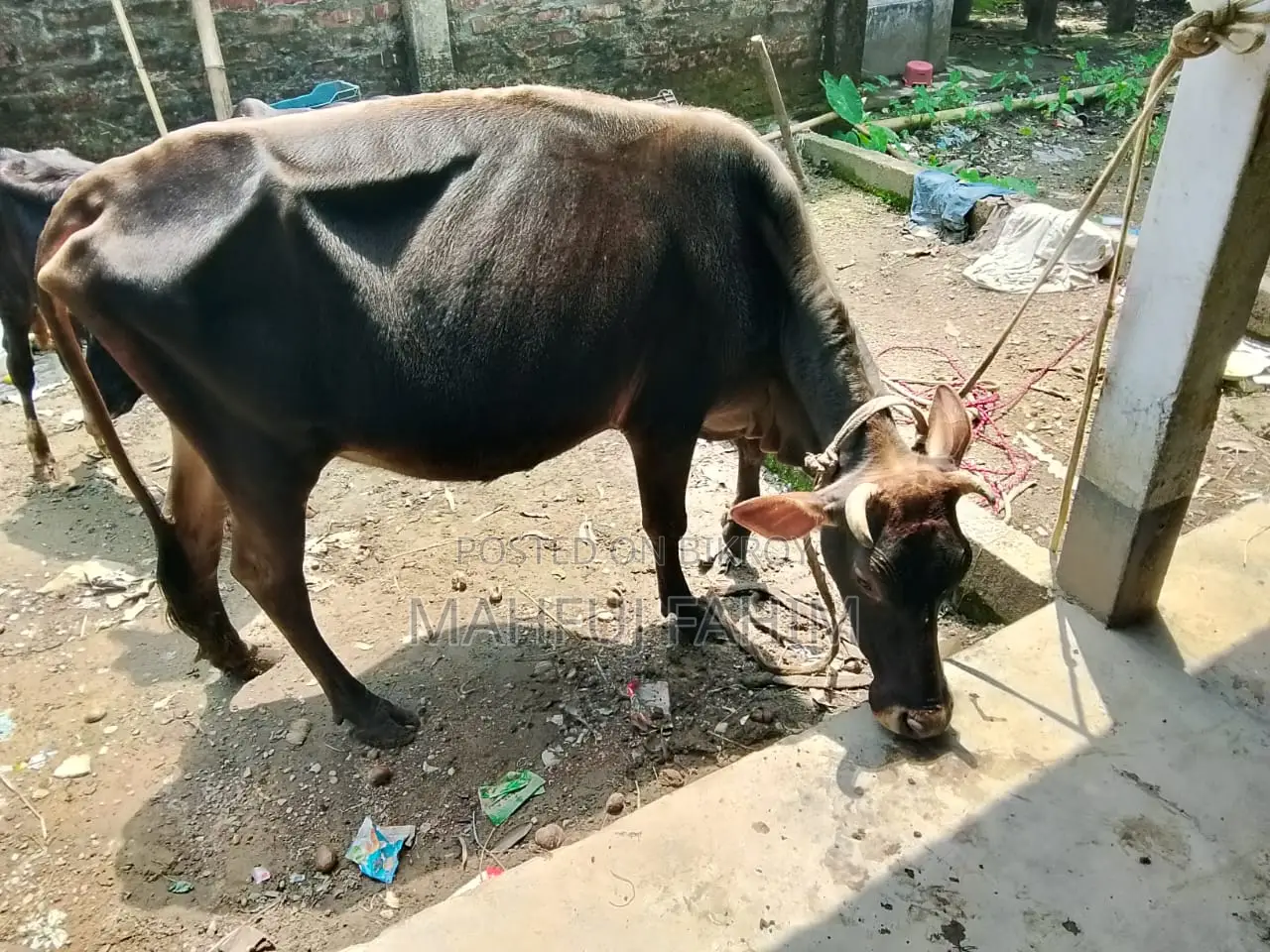 Friesian Cross Jersey Cow