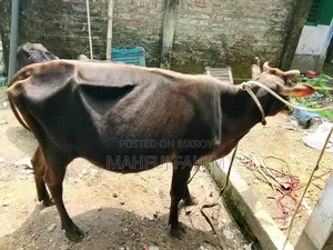 Friesian Cross Jersey Cow