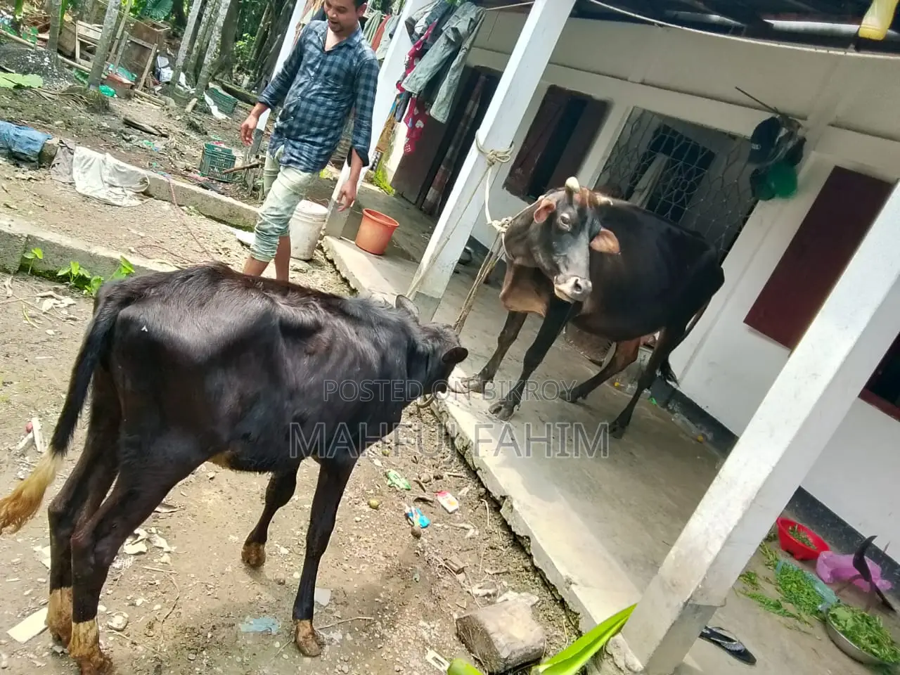 Friesian Cross Jersey Cow