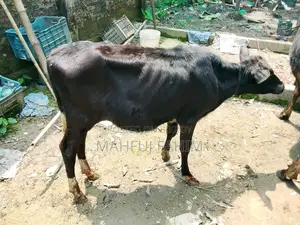 Friesian Cross Jersey Cow