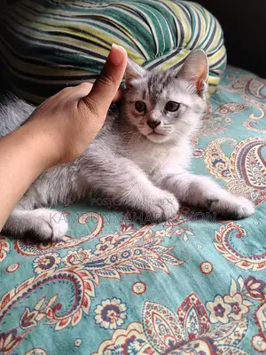 Persian Mixed Cat For Sale