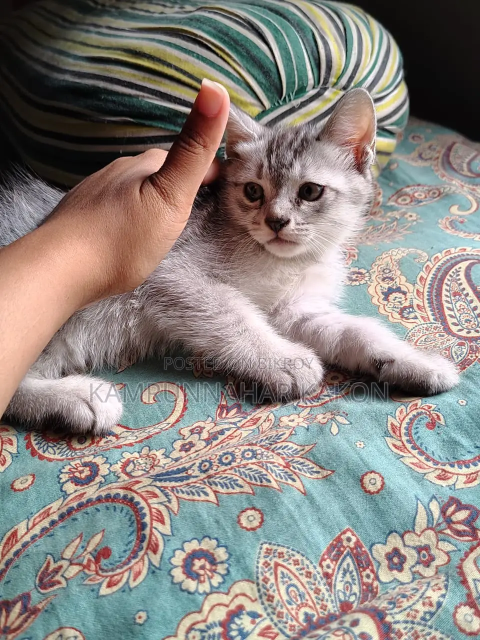 Persian Mixed Cat For Sale