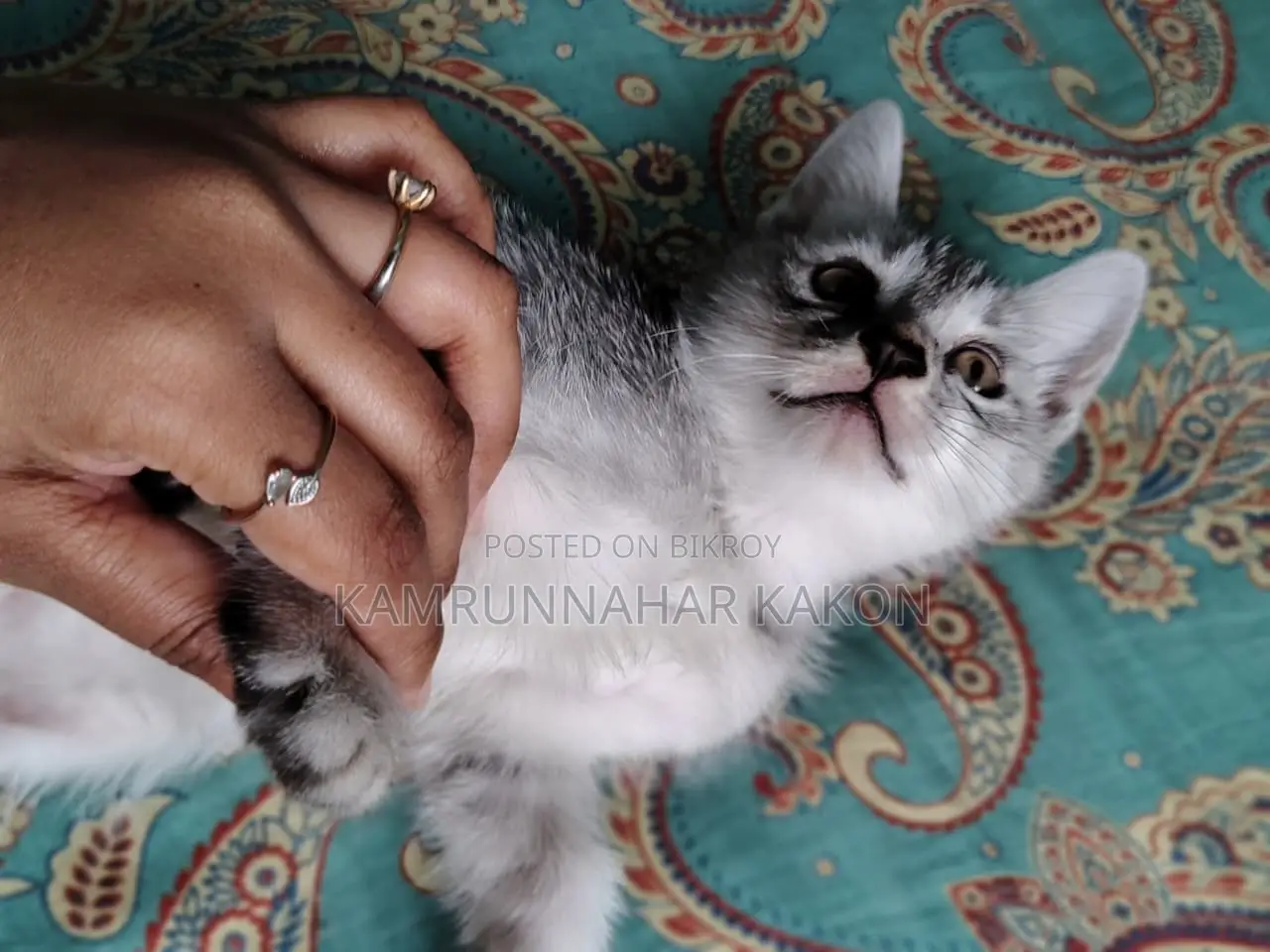 Persian Mixed Cat For Sale