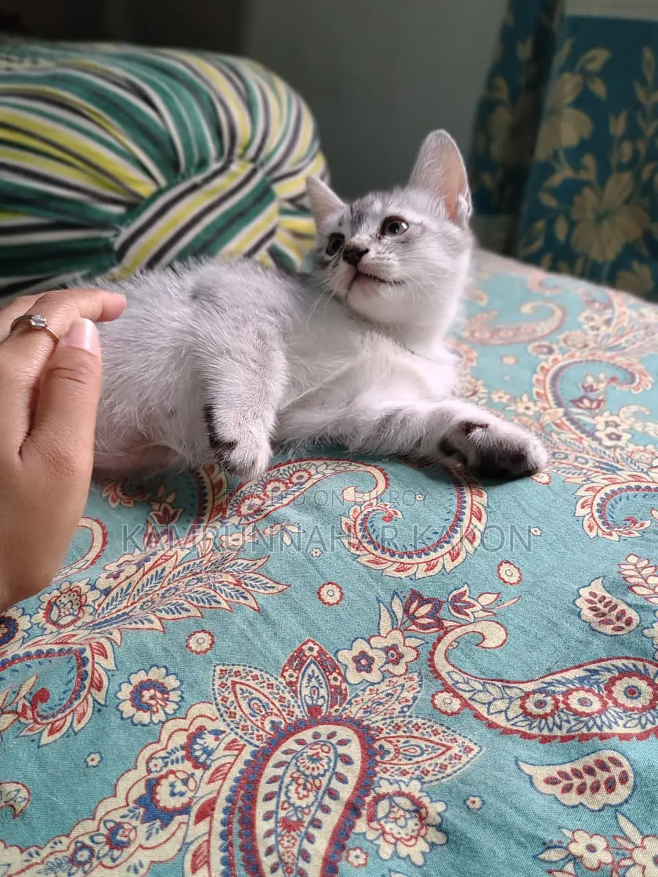 Persian Mixed Cat For Sale