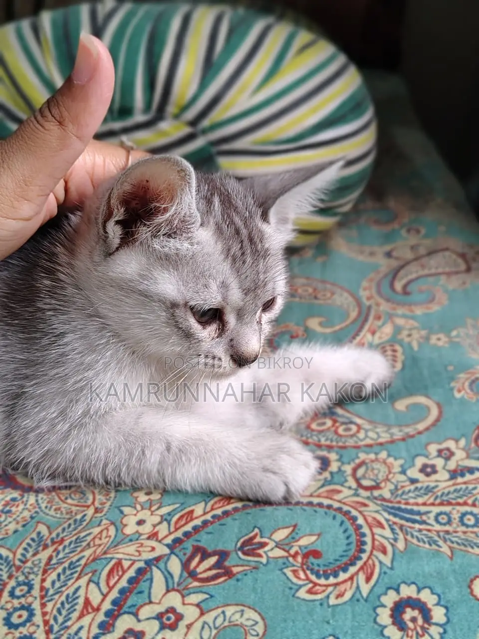 Persian Mixed Cat For Sale