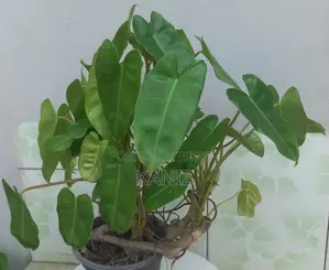 Indoor Plant