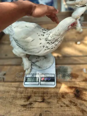 বিরামা মুরগি
