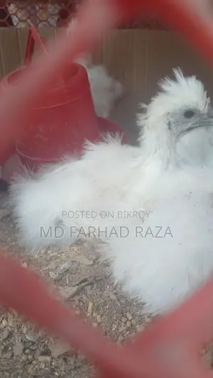 Silkie Chickens of Various Sizes Available