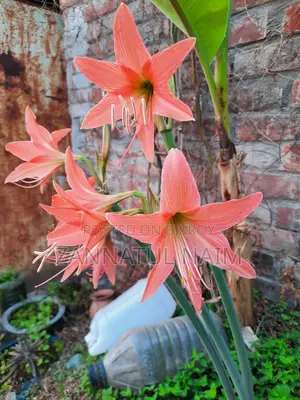 3 Colour Lilly (Sweet, Red and White with shade)