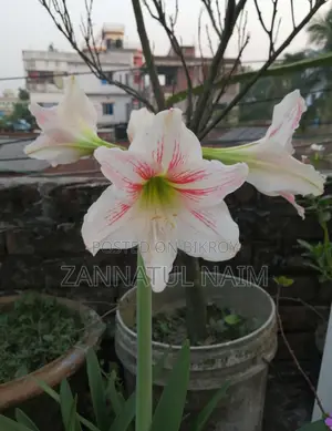 3 Colour Lilly (Sweet, Red and White with shade)