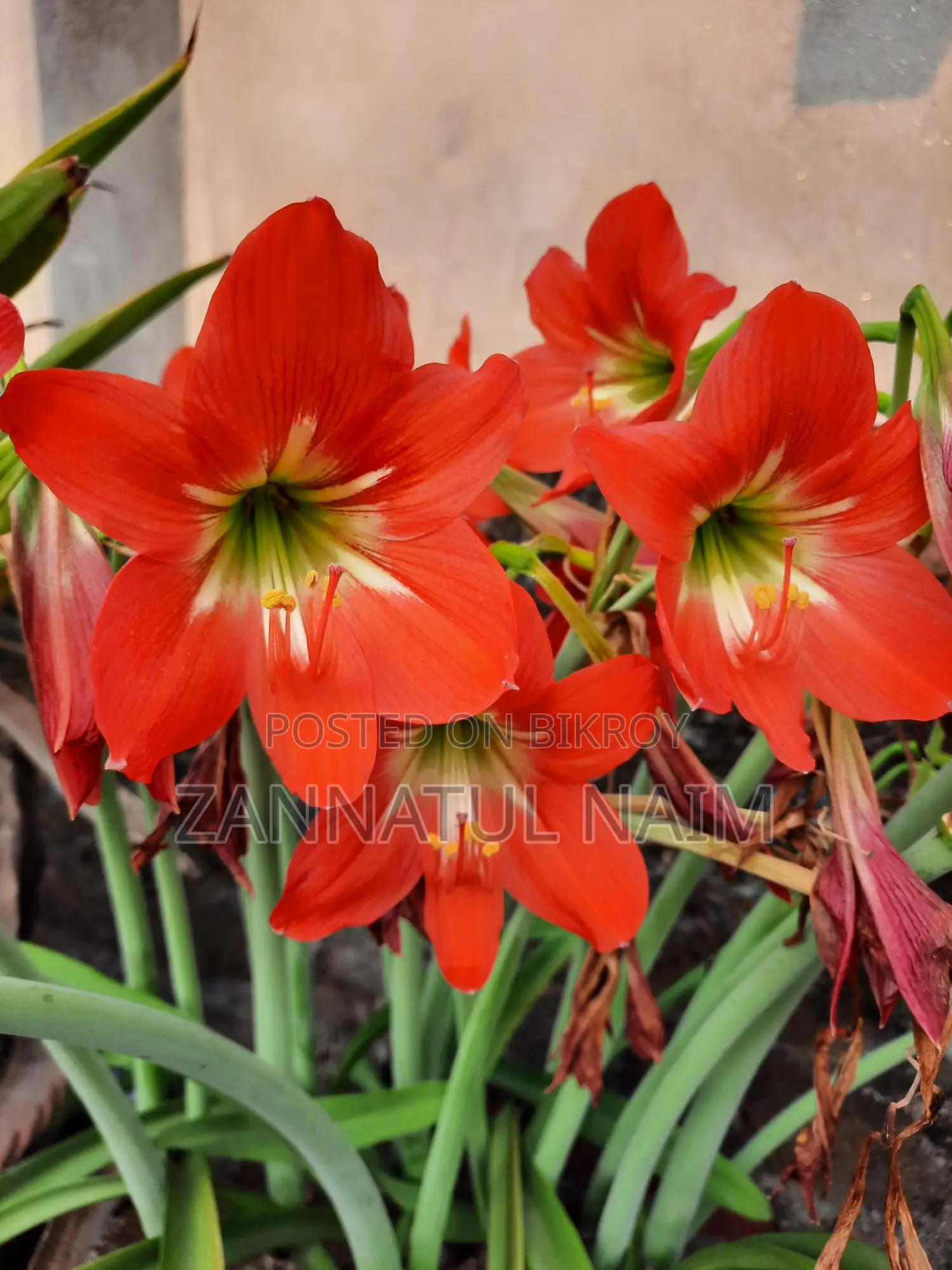 3 Colour Lilly (Sweet, Red and White with shade)