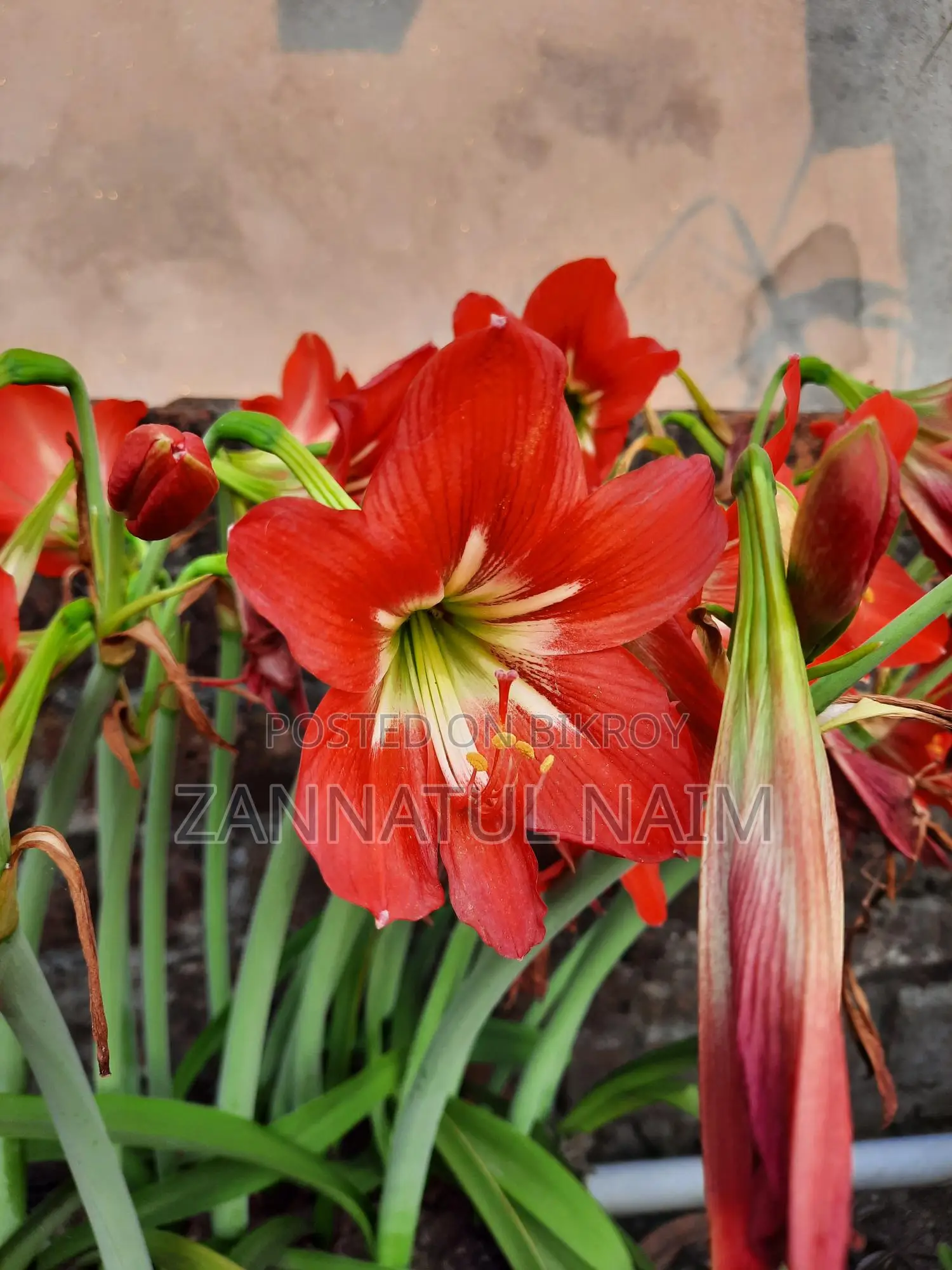 3 Colour Lilly (Sweet, Red and White with shade)