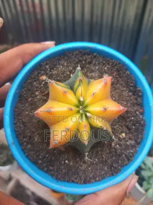 Cactus