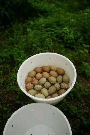 কিং কোয়েল পাখির বীজ ডিম