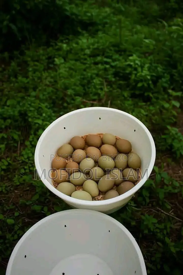কিং কোয়েল পাখির বীজ ডিম