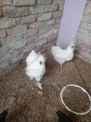 Silky Chicken Chicks