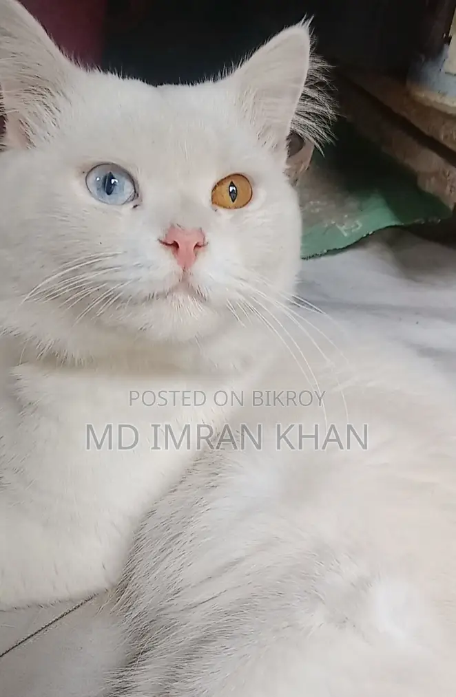Pure Persian Male Cat