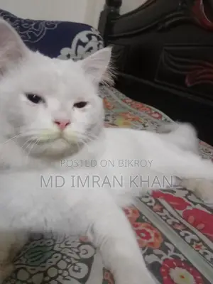 Pure Persian Male Cat