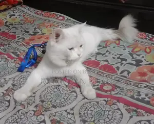 Pure Persian Male Cat