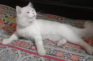 Pure Persian Male Cat