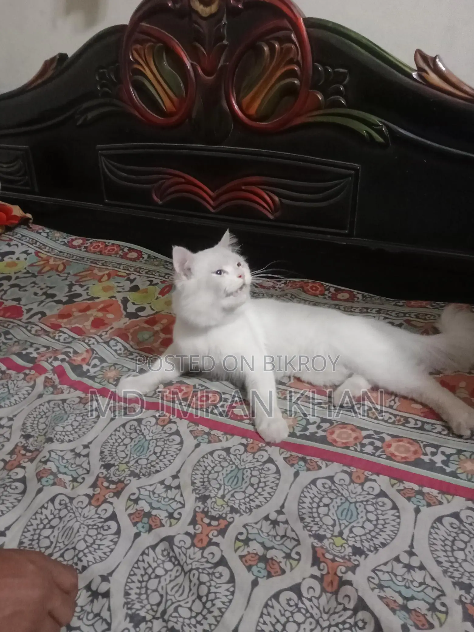 Pure Persian Male Cat