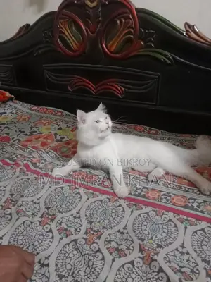 Pure Persian Male Cat
