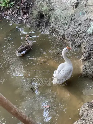 এক জোড়া রাজা হাঁস বিক্রয়