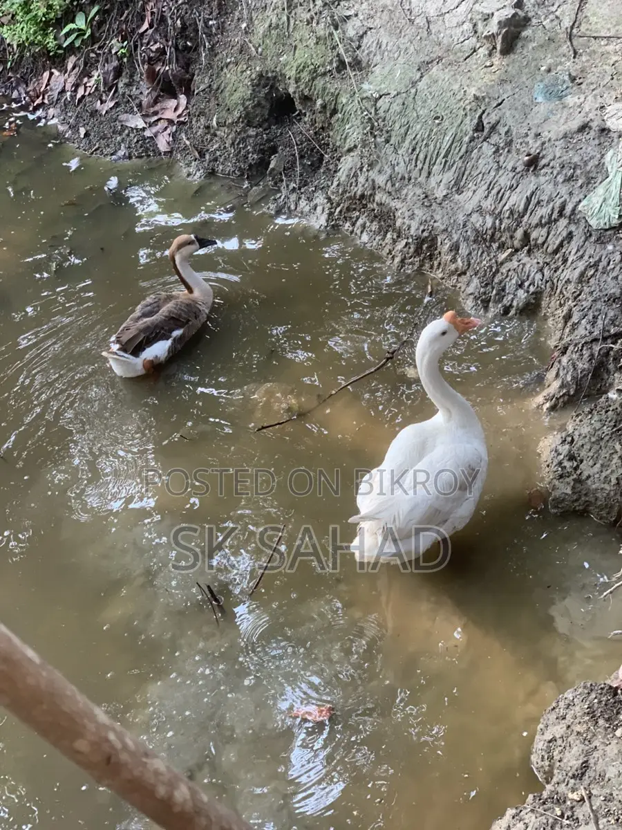 এক জোড়া রাজা হাঁস বিক্রয়