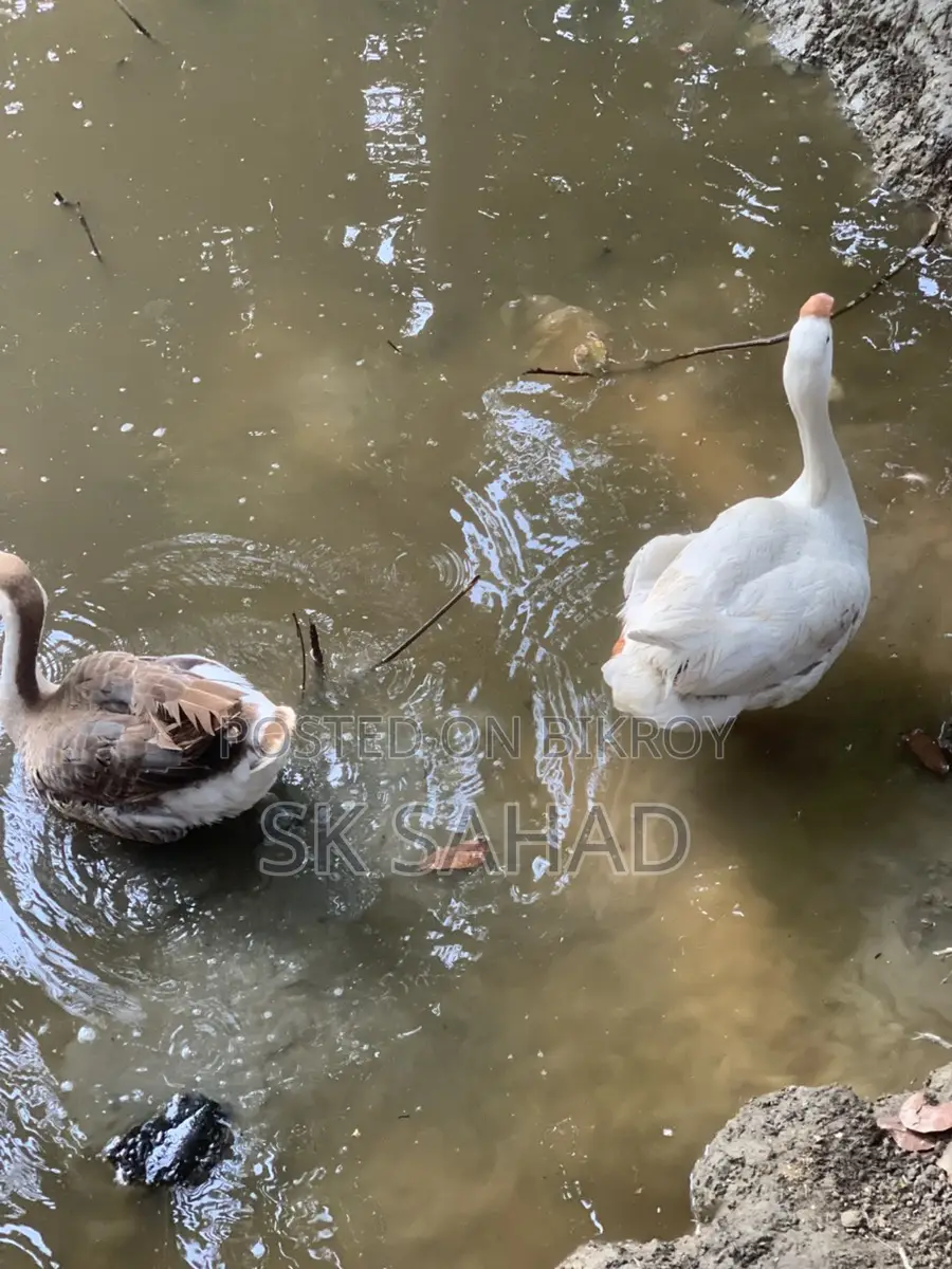 এক জোড়া রাজা হাঁস বিক্রয়