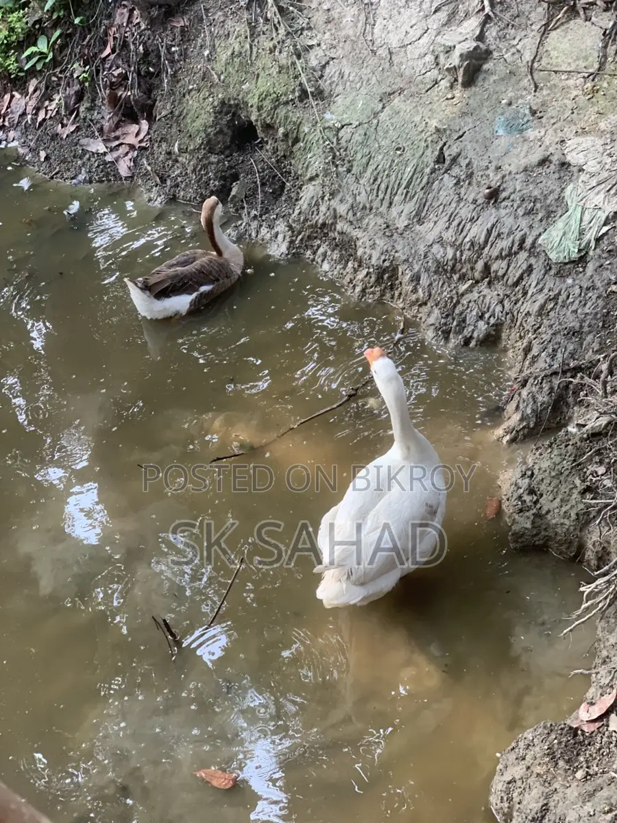 এক জোড়া রাজা হাঁস বিক্রয়
