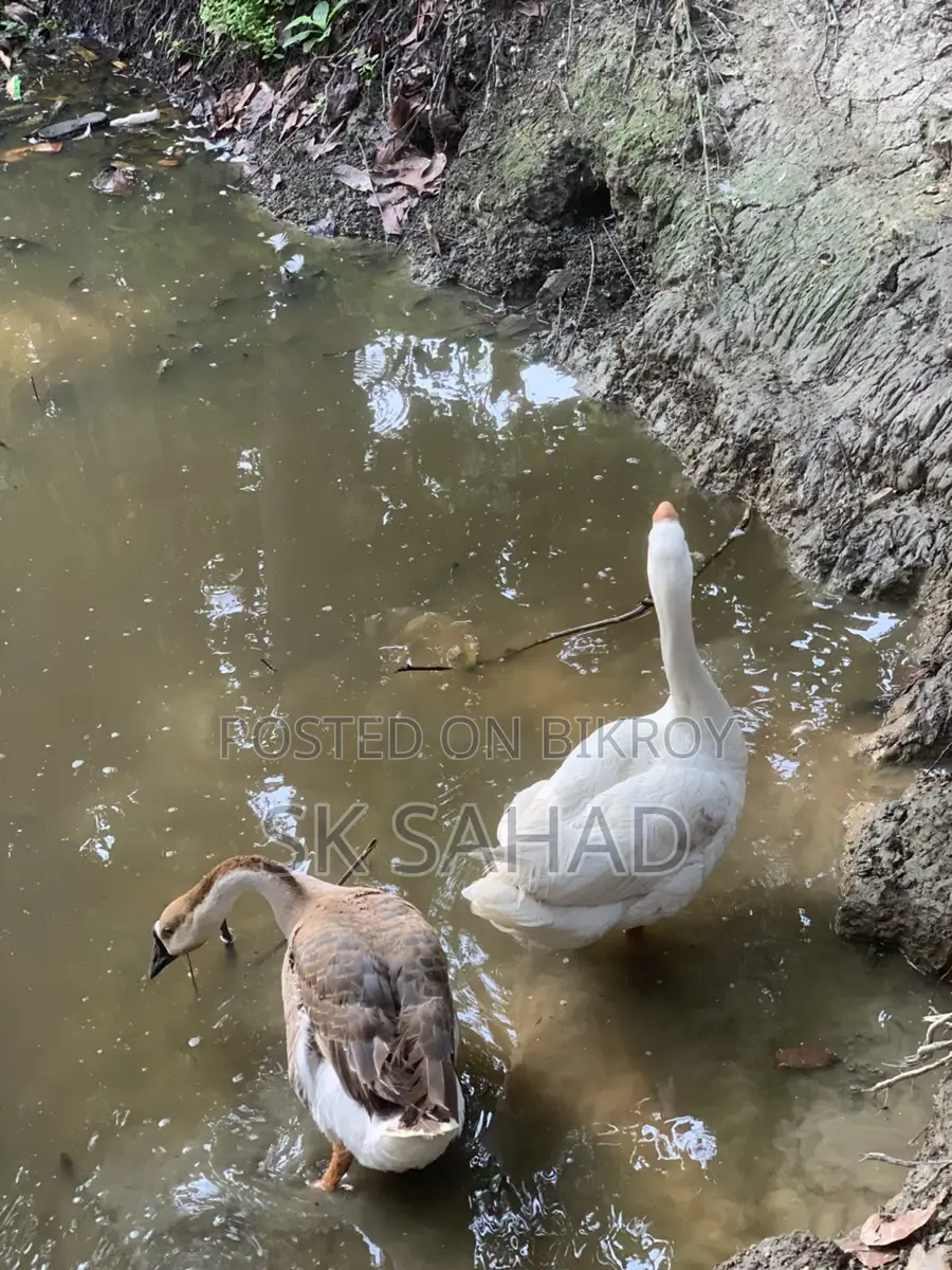 এক জোড়া রাজা হাঁস বিক্রয়