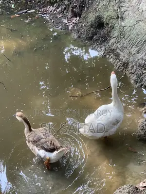 এক জোড়া রাজা হাঁস বিক্রয়