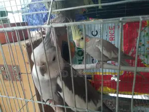 1 Pair Running Cockatiel Bird