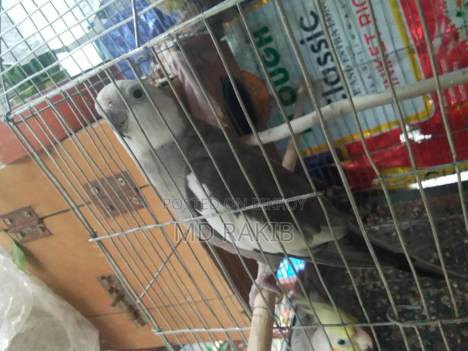 1 Pair Running Cockatiel Bird