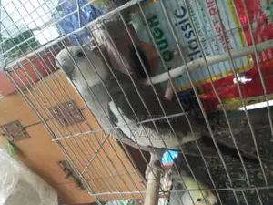 1 Pair Running Cockatiel Bird