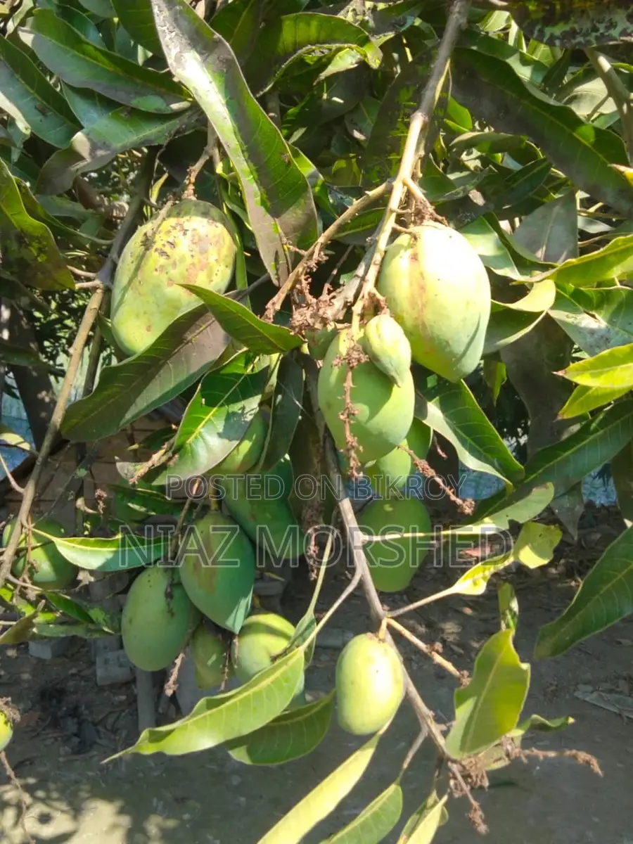 Paka Mango sell