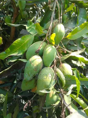 Paka Mango sell