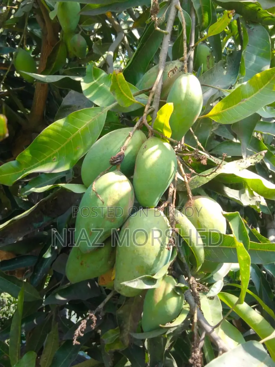 Paka Mango sell