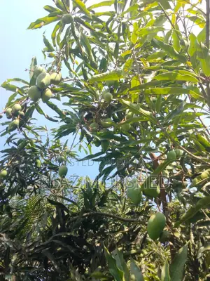Paka Mango sell