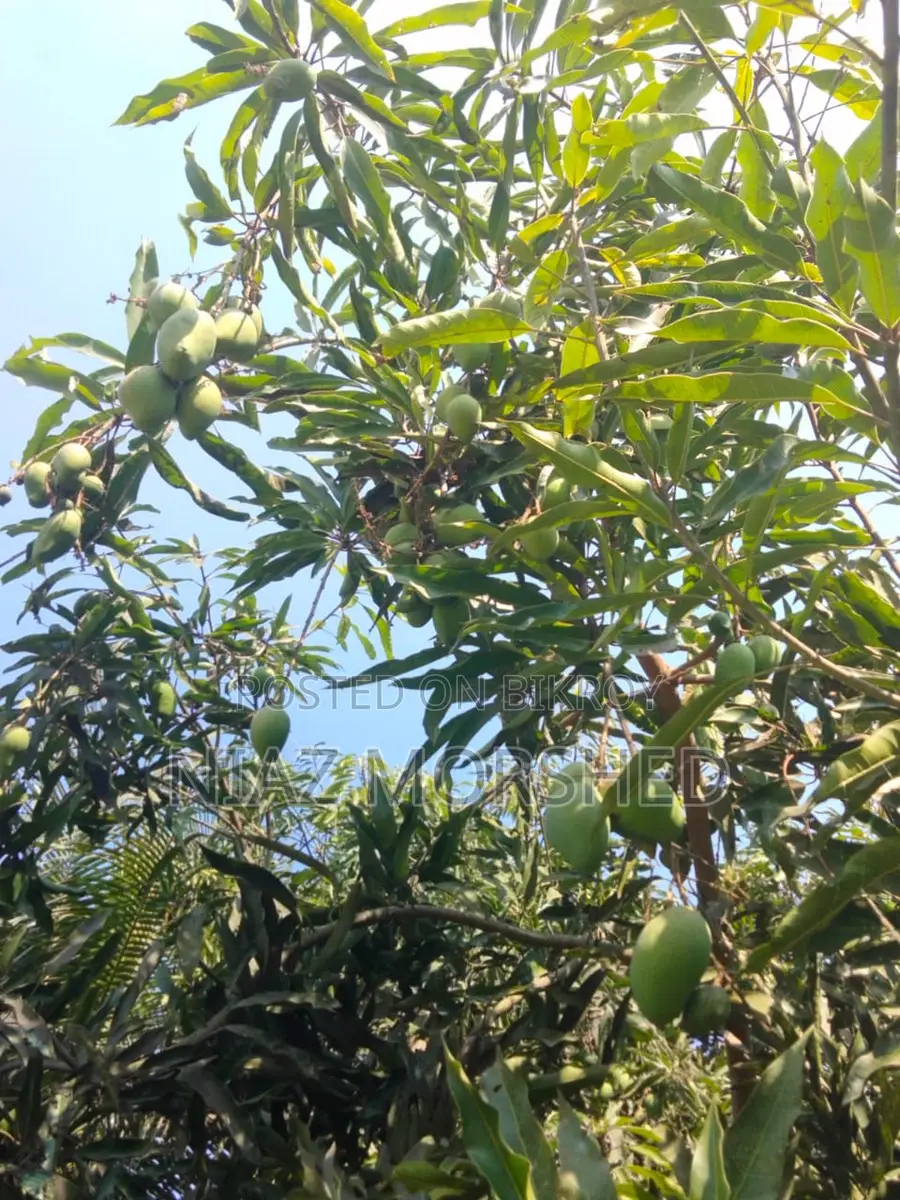 Paka Mango sell