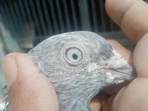 Greebaj Pigeon