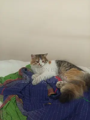 Calico Persian Cat