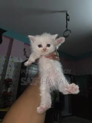 Persian kitten for sale